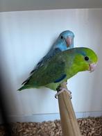 Forpus jong koppeltje 2026, Dieren en Toebehoren, Vogels | Parkieten en Papegaaien, Geringd