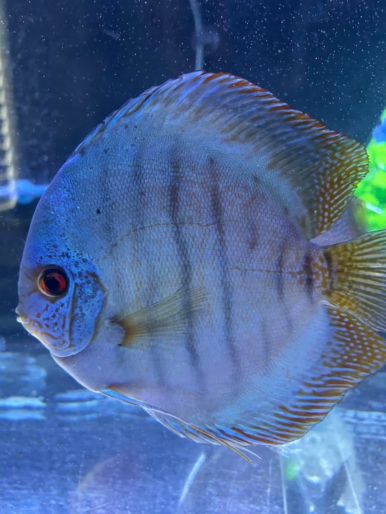 Discusvis, Dieren en Toebehoren, Vissen | Aquariumvissen, Vis, Zoetwatervis, Schoolvis