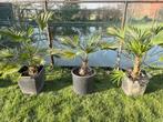 Winterharde palmbomen Thrachycarpus, Tuin en Terras, Planten | Bomen, Ophalen, In pot, Palmboom