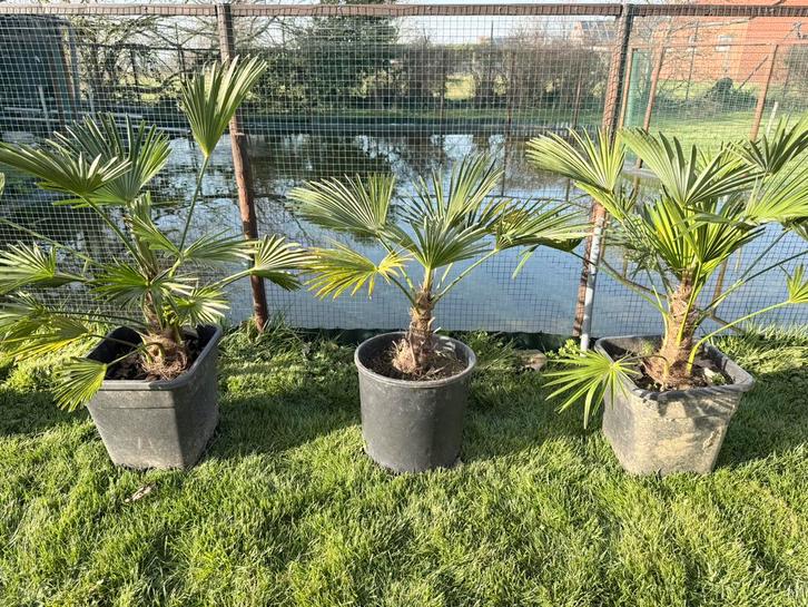 Palmiers rustiques Thrachycarpus, Jardin & Terrasse, Plantes | Arbres, Palmier, En pot, Enlèvement