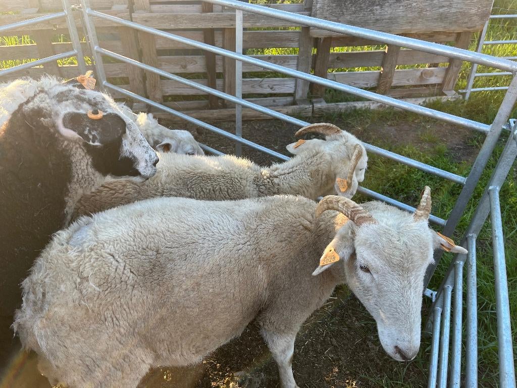 jaarling ooien wiltshire horn, Dieren en Toebehoren, Vrouwelijk, Schaap, 0 tot 2 jaar