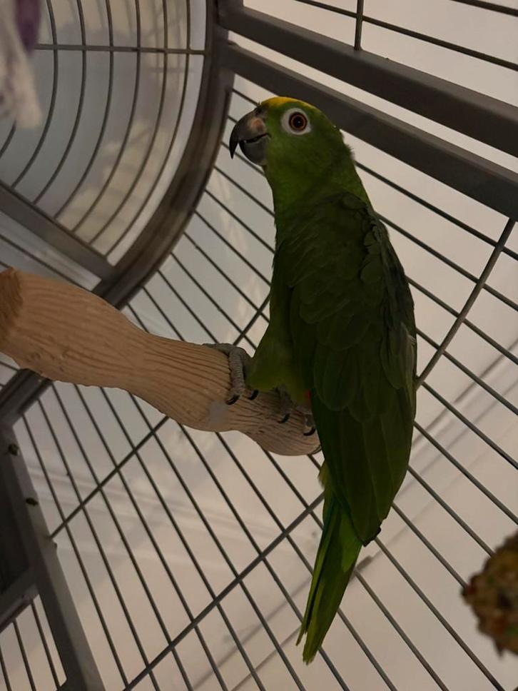 Perroquet a frond jaune  baguée avec cage a vendre, Animaux & Accessoires, Oiseaux | Perruches & Perroquets, Perroquet