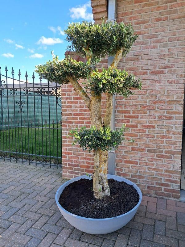 Olijfboom Plato Tarrina in designpot, Ophalen, Olijfboom