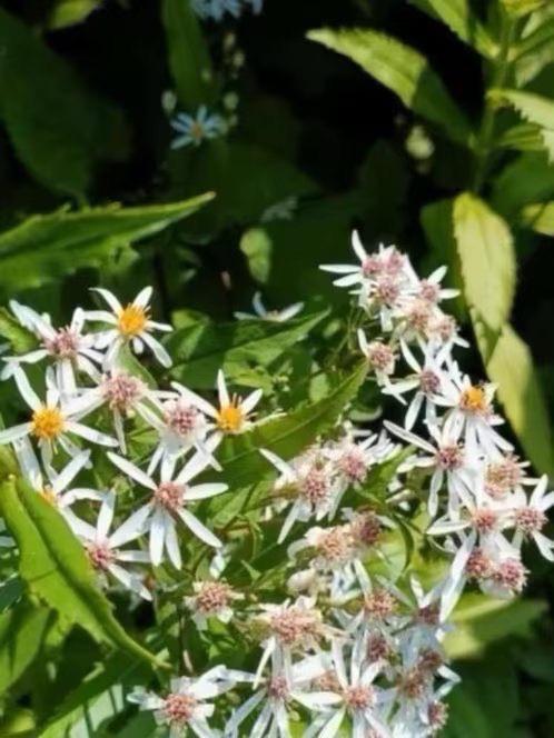 Sneeuwaster/Aster divaricatus, grote potten, Jardin & Terrasse, Plantes | Jardin, Autres espèces, Été, Enlèvement, Plante fixe