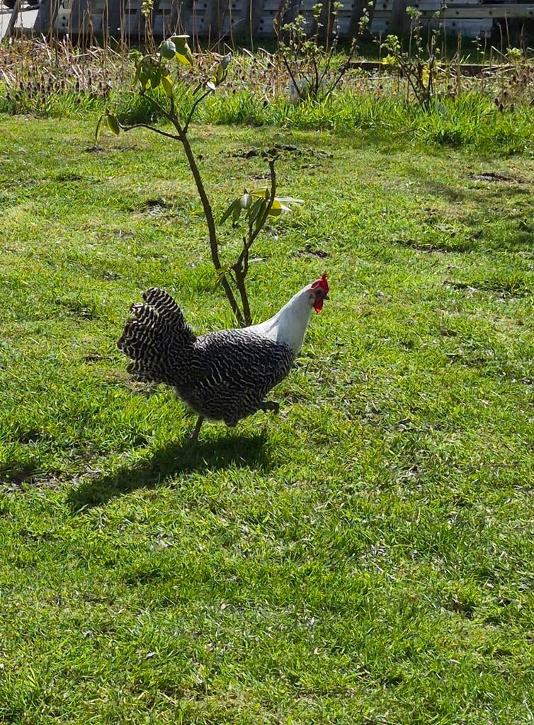 Zilverbrakel kuikens te koop, Dieren en Toebehoren, Geslacht onbekend, Kip