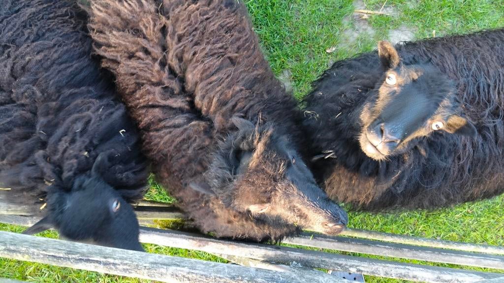 Ouessant ooi zwart 1 jaar