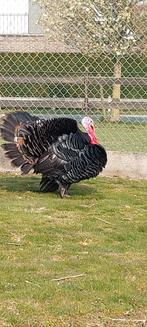 Kalkoenhaan, Dieren en Toebehoren, Overige Dieren, April, Mannelijk