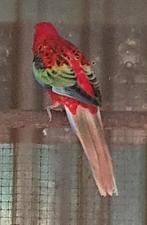 Rosella, Dieren en Toebehoren, Vrouwelijk, Parkiet, Geringd