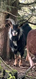 Mooi dewerg gietje bokje, Mâle, Chèvre, 0 à 2 ans