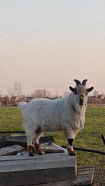 Dwerggeit: prachtige witte bok, Dieren en Toebehoren