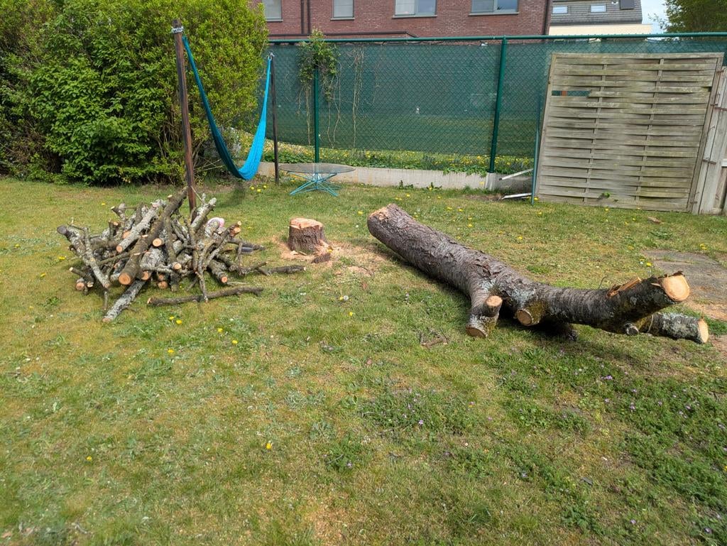 Omgezaagde kersenboom, Ophalen