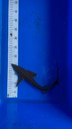 Sterlet steur 40/45cm, Dieren en Toebehoren, Vissen | Vijvervissen, Steur