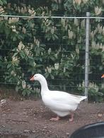 Witte boeren gans vrouw, Dieren en Toebehoren, Pluimvee