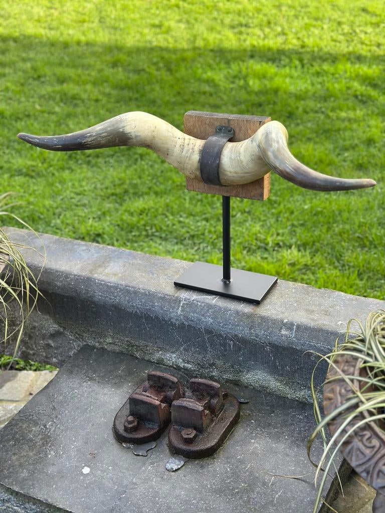 Stieren horens op statief, Enlèvement