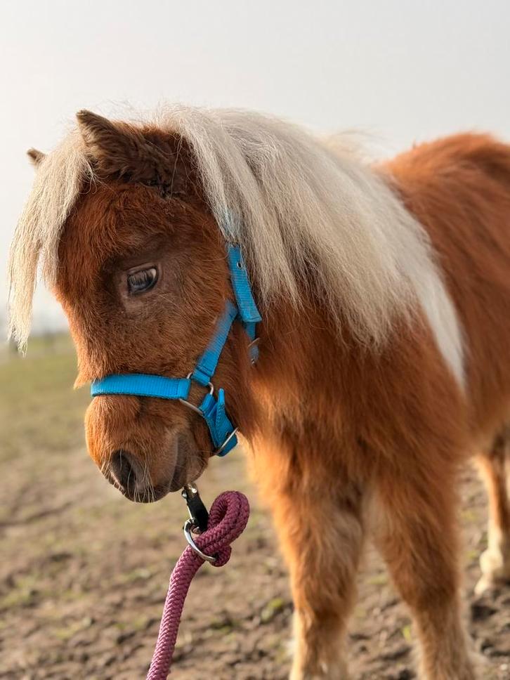 Knappe vosbonte merrie met maanoog!, Dieren en Toebehoren, Pony's, Merrie