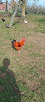 Verschillende haantjes te koop, Dieren en Toebehoren