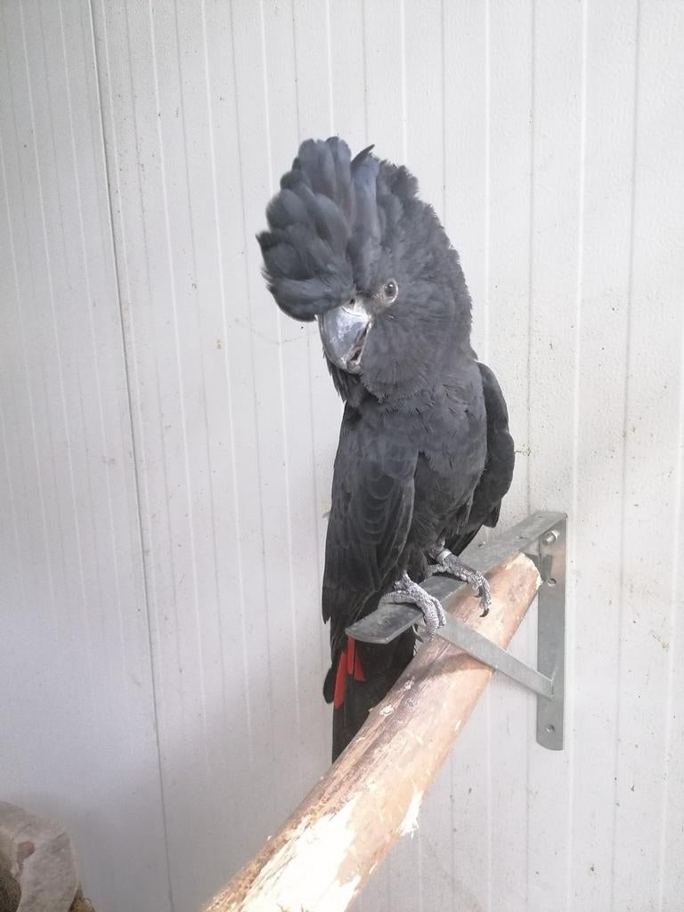 Zwarte roodstaartkaketoe bewezen kweekman (C. b. samueli), Dieren en Toebehoren, Mannelijk, Papegaai, Geringd