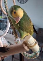 Amazone à double tête jaune Tamme, Mâle, Domestique