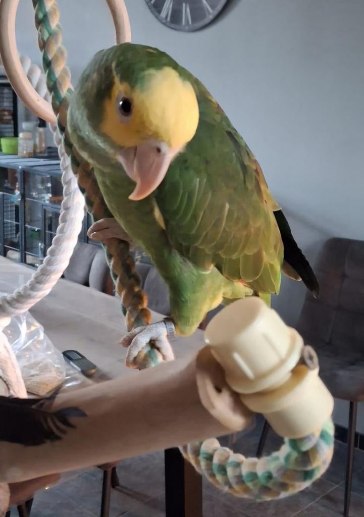 Tamme Dubbel geelkop amazone, Dieren en Toebehoren, Vogels | Parkieten en Papegaaien, Mannelijk, Tam