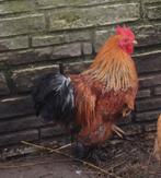 Cochin kriel haantje, Dieren en Toebehoren