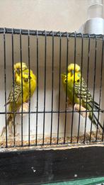 Overjarige Engelse Grasparkieten mannen, Dieren en Toebehoren, Mannelijk, Parkiet, Geringd