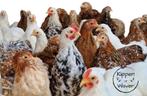 Raszuivere kippen – verschillende rassen, Dieren en Toebehoren, Pluimvee, Meerdere dieren, Kip