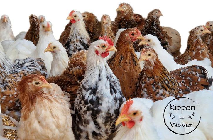 Raszuivere kippen – verschillende rassen, Dieren en Toebehoren, Pluimvee, Kip, Meerdere dieren