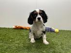 Cavalier King Charles Spaniel pups, Dieren en Toebehoren, Honden | Retrievers, Spaniëls en Waterhonden, België, 8 tot 15 weken