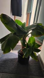 Bananenplant, Huis en Inrichting, Kamerplanten, Ophalen