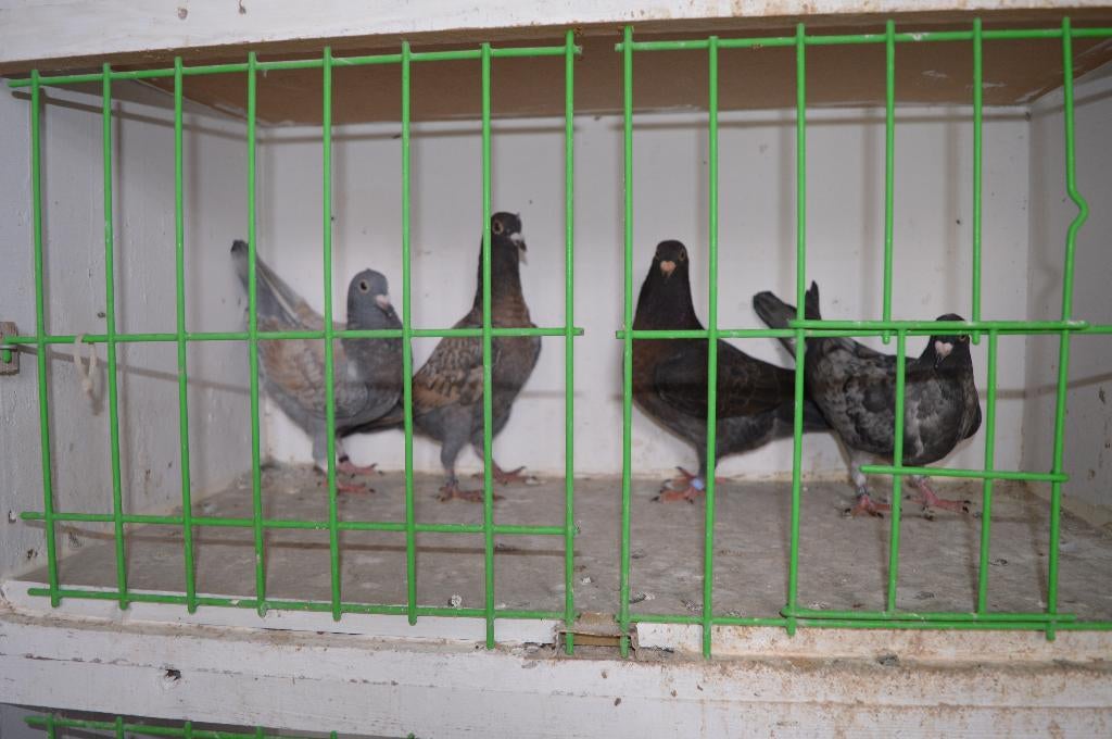 kleurpostduiven, Postduif