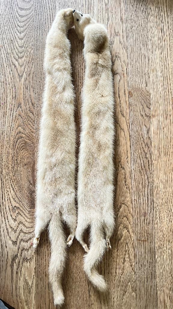 Nerts pels, Collections, Collections Animaux, Enlèvement, Utilisé, Autres, Animal empaillé