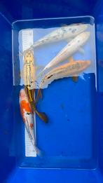 Mix japanse kois 35/45cm, Dieren en Toebehoren, Vissen | Vijvervissen, Karper of Koi