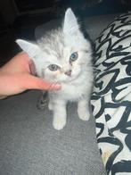 british silver grey shorthair dekater, Kater, Ontwormd, 0 tot 2 jaar