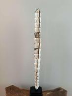 Schelpen Toren Papoea-Nieuw-Ginea, Enlèvement, Coquillage(s)