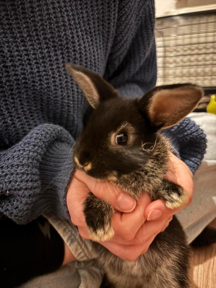 Kruising dwergkonijn - Nederlandse hangoor, Animaux & Accessoires, Lapins, Nain, Plusieurs animaux, 0 à 2 ans, Oreilles tombantes