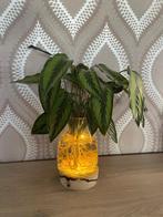 kamerplant met verlichting, Huis en Inrichting, Kamerplanten, Ophalen