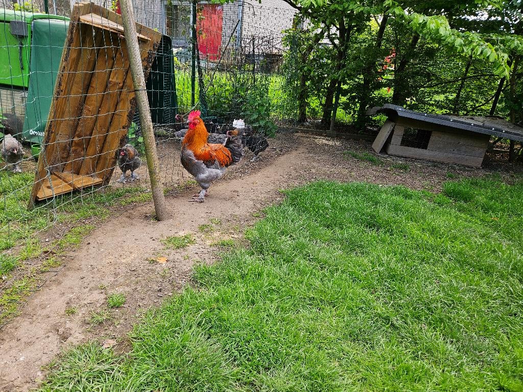 Marans haan, Mâle, Poule ou poulet