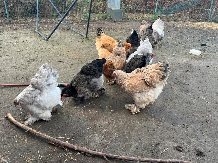 Brahma broedeieren, Animaux & Accessoires, Volatiles, Poule ou poulet