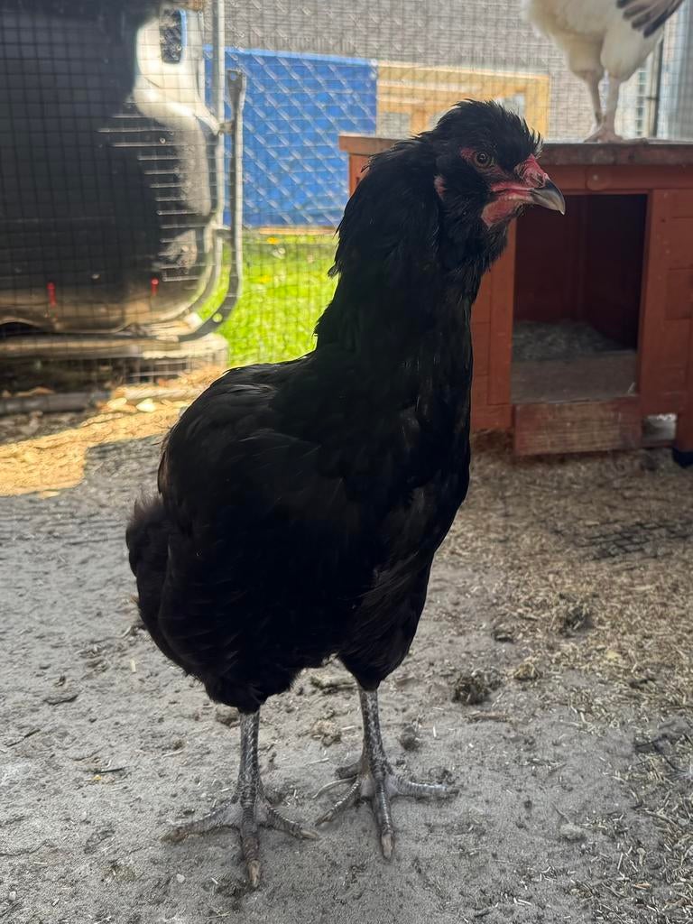 Araucana hen, Femelle, Poule ou poulet