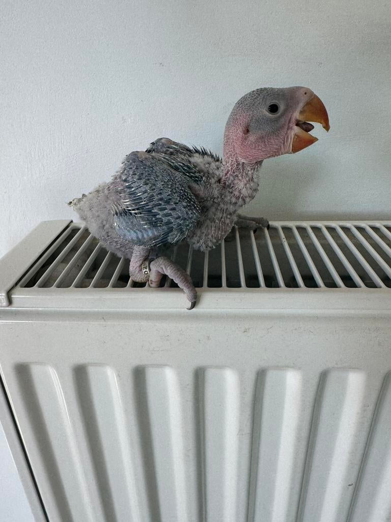 Alexander papegaai baby, Dieren en Toebehoren, Papegaai