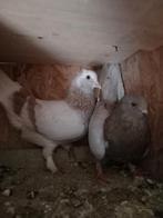 Takla mooi duiven Koppel 50€, Dieren en Toebehoren, Vogels | Duiven