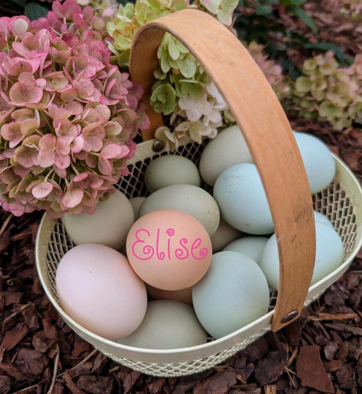 Broedeieren olijfleggers kleurlegger easter eggers kippen, Dieren en Toebehoren, Pluimvee, Kip