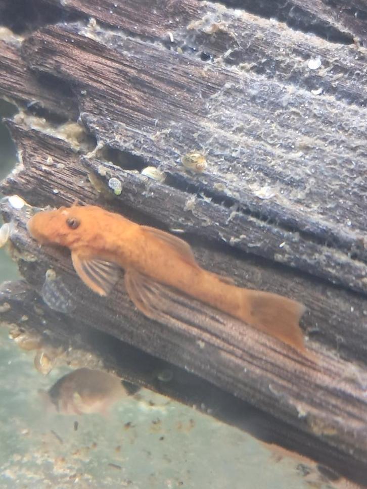 Super red ansinstrus, Dieren en Toebehoren, Vissen | Vijvervissen