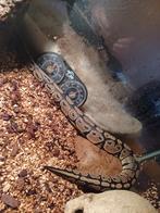 Slang Stella en Terrarium, Dieren en Toebehoren