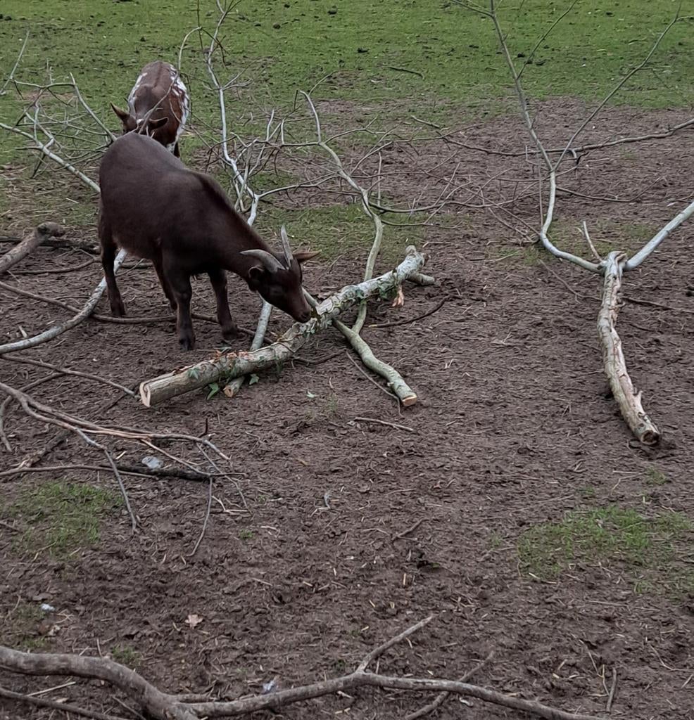 Dwerggeit, Dieren en Toebehoren