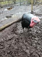 Gers kalkoen haan, Kalkoen