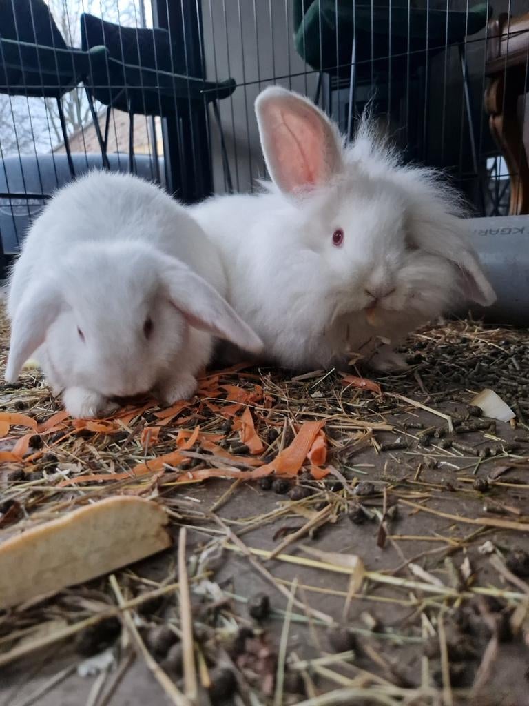 Konijn, Animaux & Accessoires, Lapins, Grand, Mâle, 0 à 2 ans, Oreilles tombantes