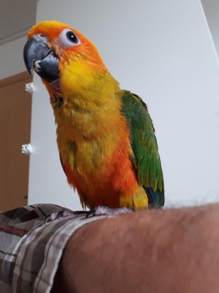 Perruche soleil pour élever à la main, Animaux & Accessoires, Perruche, Domestique