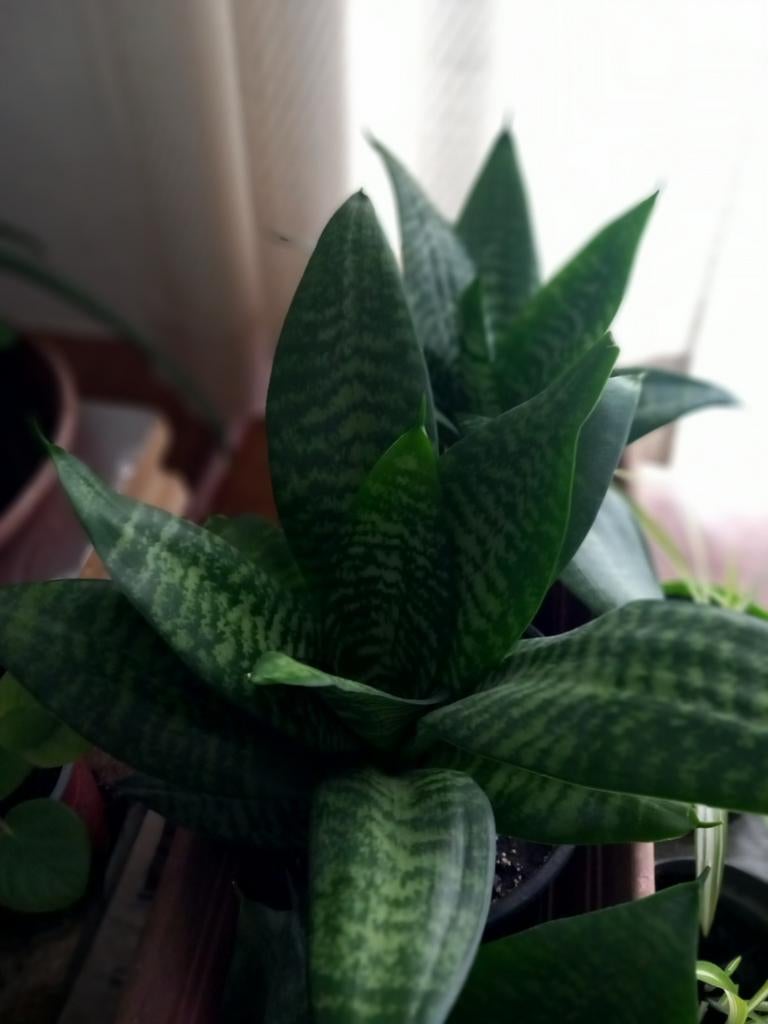 Vrouwen tongen, Huis en Inrichting, Ophalen