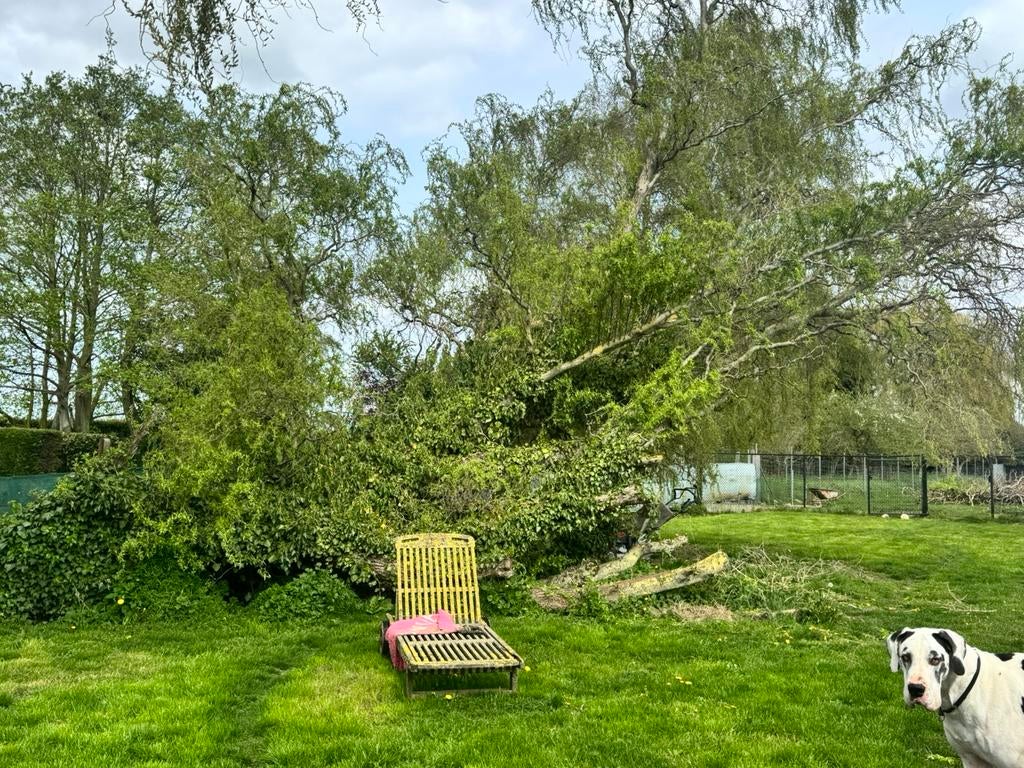 Complete boom omgezaagd gratis af te halen